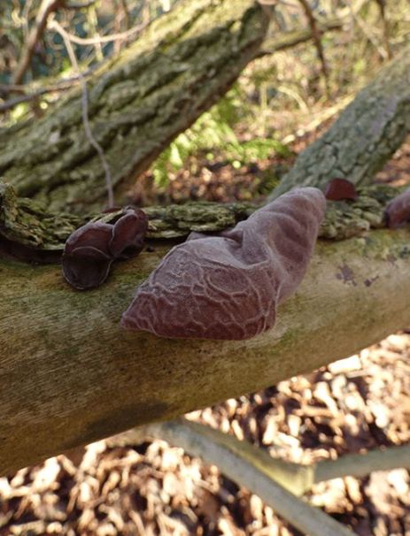 Veined fruit bodies on a dead elder branch in Laindon, Essex.